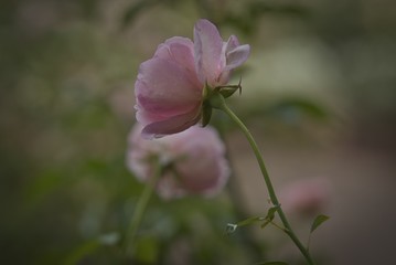 blooming pink rose