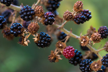  Rubus fruticosus