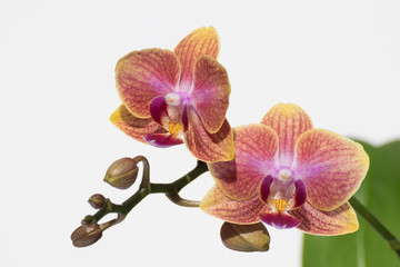 Fototapeta na wymiar Orchid yellow-violet flowers
