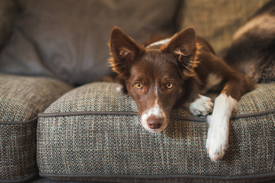 Red and White Border Collie Puppy on Luxury Sofa