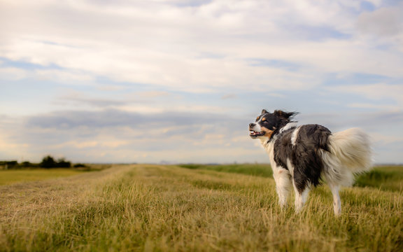 Black and White Border Collie Outdoor in Countryside