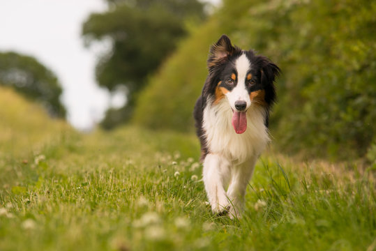 Black and White Border Collie Outdoor in Countryside
