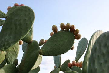 Fichi D'India