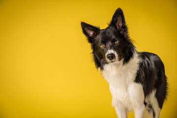 Happy Black and White Border Collie Dog Portrait on Yellow Studio Background