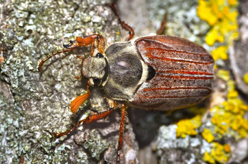 may-bug on a tree bark