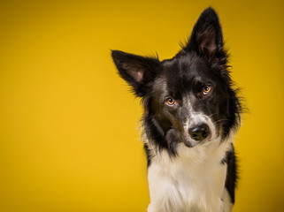 Happy Black and White Border Collie Dog Portrait on Yellow Studio Background