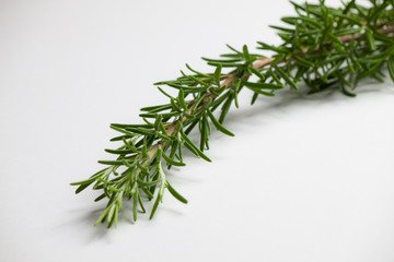 rosemary green  and fresh twig