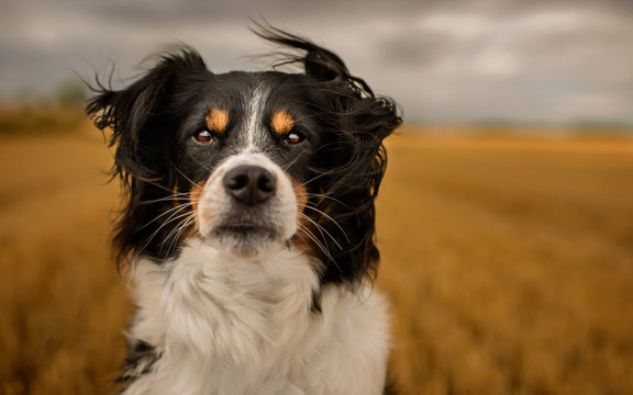 Black and White Collie Crossbreed Outdoor in Countryside