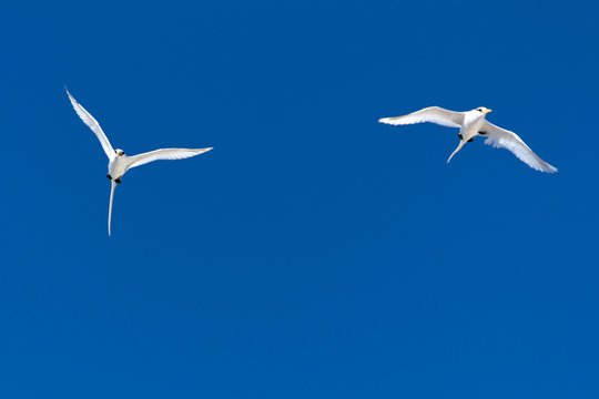 Wei&szlig;schwanz Tropikvogel