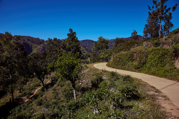 tea plantations in Ella, Sri Lanka