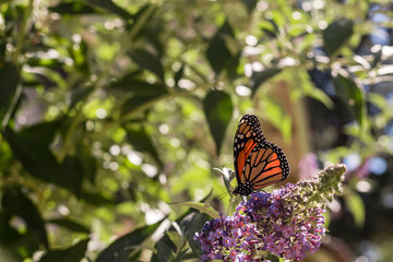 Monarch butterfly on purple butterfly-bush lit by summer sun light