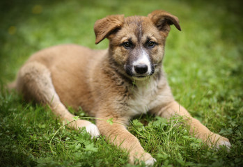 german shepherd puppy lay on green grass lawn with human hand