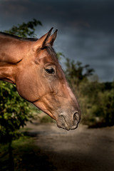 młody koń gniady © Henryk Niestrój