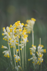 field of yellow flowers