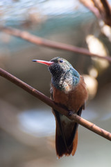 colibri
