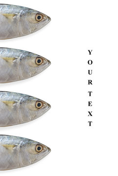 Creative layout made of fresh mackerel isolated on white background. Food concept..