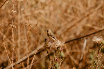 Bird