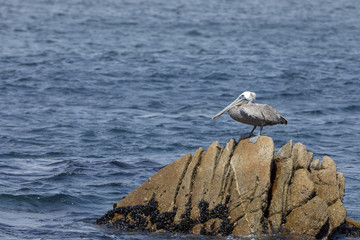 Fototapeta na wymiar A pelican sitting on a rock in the ocean