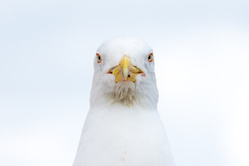 Blick der Möwe
