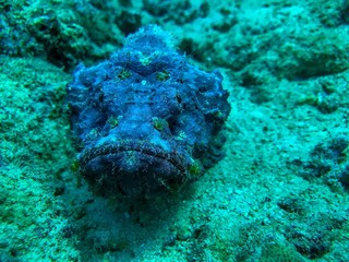 stonefish