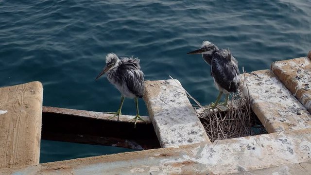 Two fledgling herons stand next to nest on wooden pier against the backdrop of the sea. Arabian Reef-egret or Western Reef Heron (Egretta gularis schistacea)
