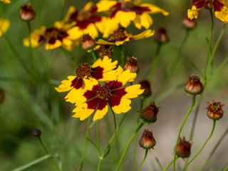 Coreopsis tinctoria. Le coréopsis de jardins ou le coreopsis élégant.
