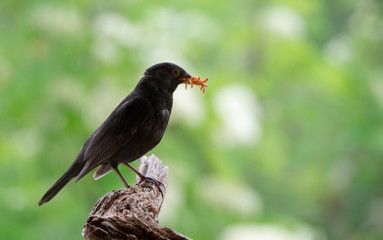 male blackbird with many mealworms in the bill on a soft green background sitting on a tree root - 221018314