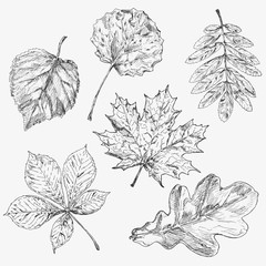 ПечатьSet of tree leaves. Hand drawn autumn elements.Maple . Leaf and samara. Description: Each drawing comprise of one color