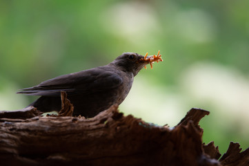 female blackbird with many mealworms in the bill on a soft green background sitting on a tree root
