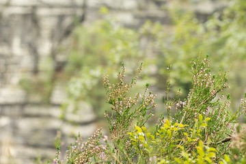 Detail of heather