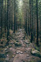 dense forest in the Carpathian Mountains