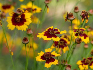 Coreopsis tinctoria. Le coréopsis de jardins ou le coreopsis élégant.