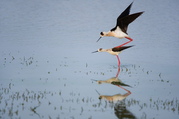 two mating stilts reflecting in the lake - Burgenland Austria