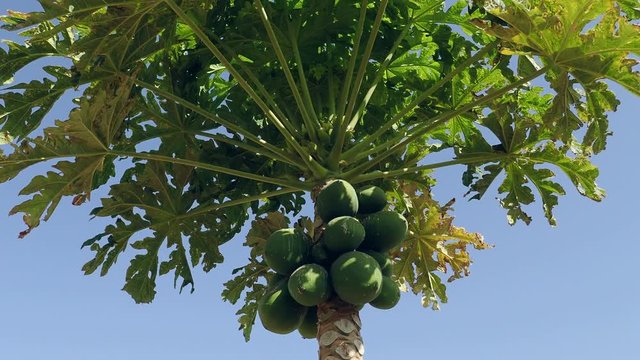 fruits Papaya, Papaw or Pawpaw (Carica papaya) growing on a tree on blue sky background
