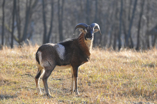 muflon
