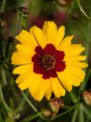 Coreopsis tinctoria. Le coréopsis de jardins ou le coreopsis élégant.