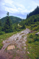 road in the Carpathian mountains