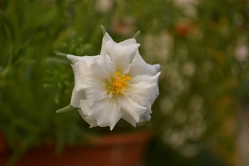 Fototapeta premium little white flower