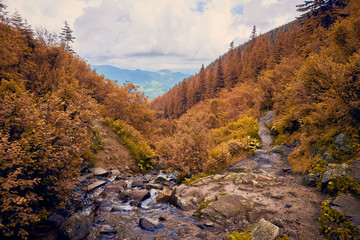 Orange  mountain forest, Carpathian Mountains