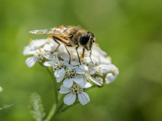 pszczoła