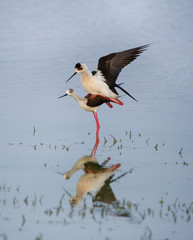 two mating stilts reflecting in the lake - Burgenland Austria
