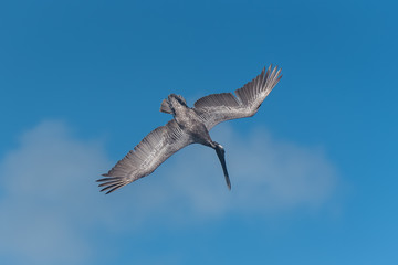 Obraz premium Brown pelican, bird flying 