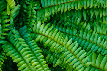 Fototapeta premium Green leaves in sunlight. Textured background of a tree.