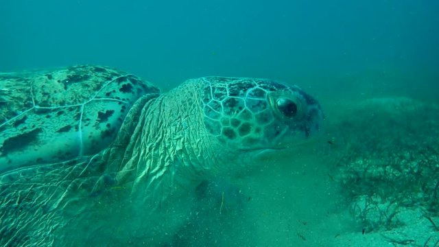 portrait of green sea turtle (Chelonia mydas) that chews seagrass on a sandy bottom
