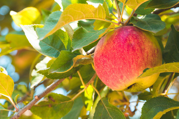 fresh apples in a tree