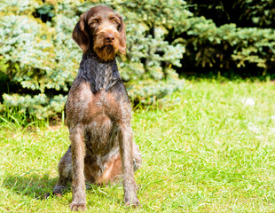 German Wirehaired Pointer in full face.  The Drahthaar seats on the green grass.