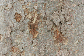 Texture of the bark