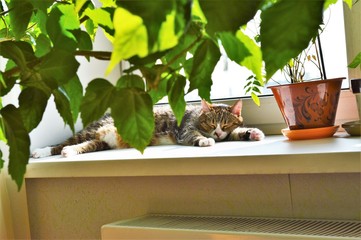 the cat sleeps on the windowsill