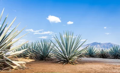 Foto op Plexiglas Tequila agave  lanscape © jcfotografo