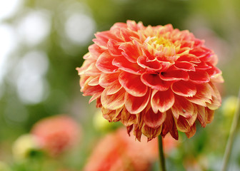 Dahlia in the botanical garden, autumn concept, colorful flower